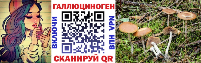 Галлюциногенные грибы Psilocybe  Большой Камень 
